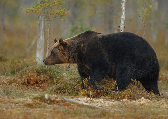 В саду под Краснотурьинском замечен медведь