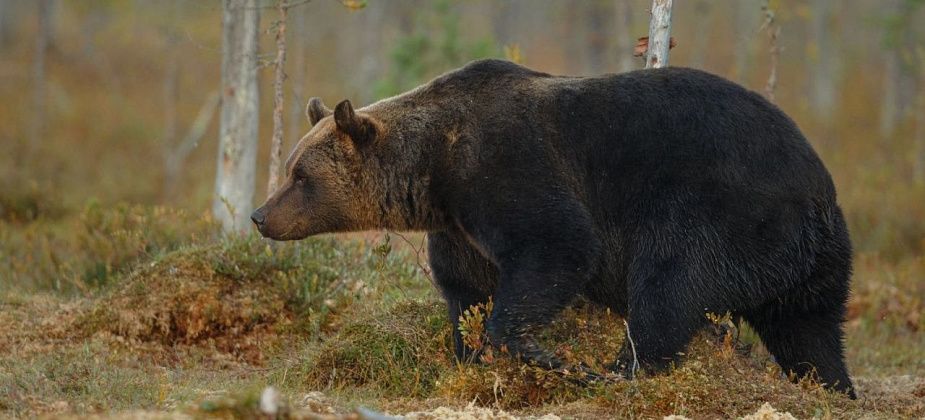 В саду под Краснотурьинском замечен медведь