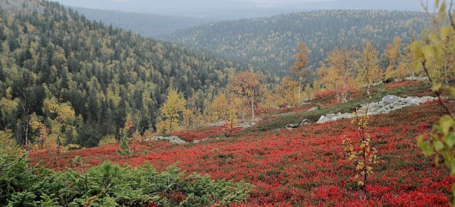 И олени заходили. Как развивается природа без присутствия человека, знают только в заповедниках