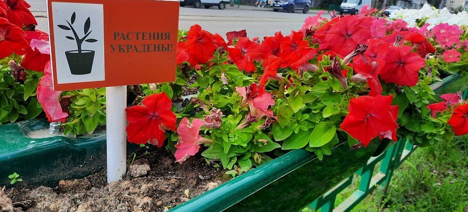 В Краснотурьинске воруют цветы, высаженные юннатами
