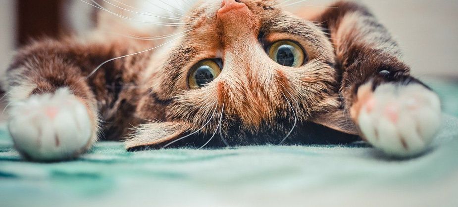 Предприниматель все же заплатит 50 000 за продажу игрушки с "Тремя котами"