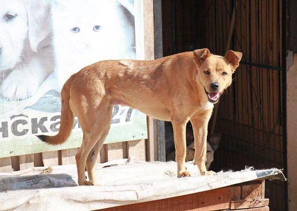 В Краснотурьинске отловили в два раза больше собак, чем в прошлом году