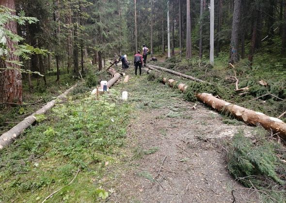 В Краснотурьинске  вырубают лес для строительства лыжероллерной трассы 