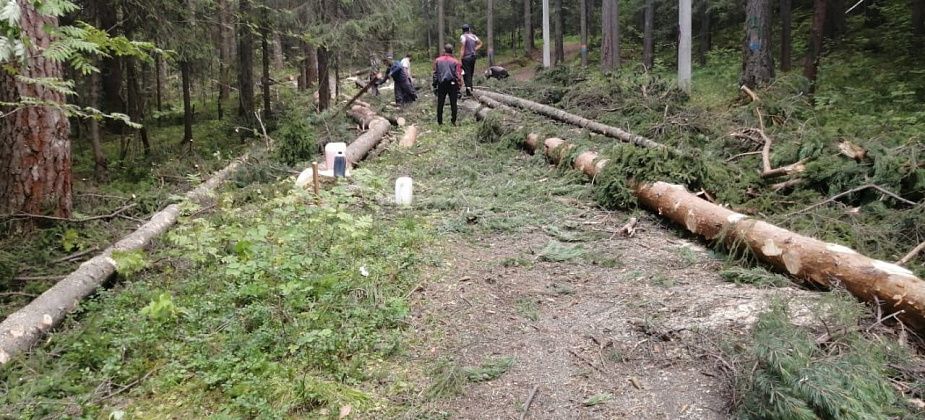 В Краснотурьинске  вырубают лес для строительства лыжероллерной трассы 