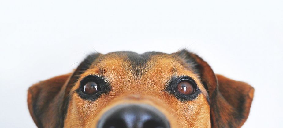 Мужчину наказали за убийство собаки