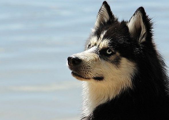 Отловом бродячих собак вновь займется фирма из Екатеринбурга