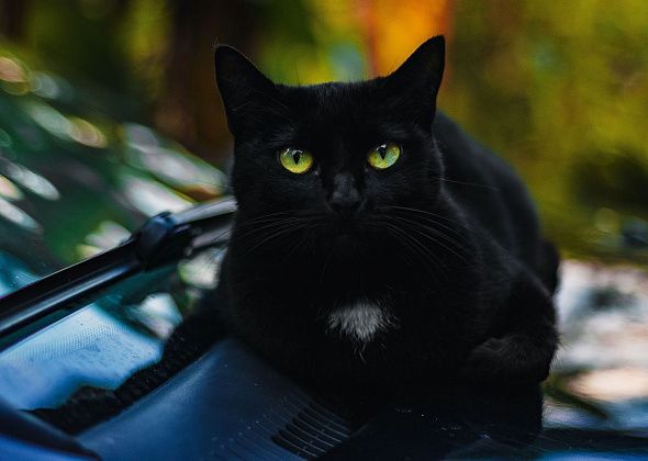 Черные кошки и рассыпанная соль: а в какие еще приметы мы верим? 